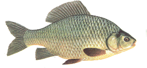 Crucian Carp